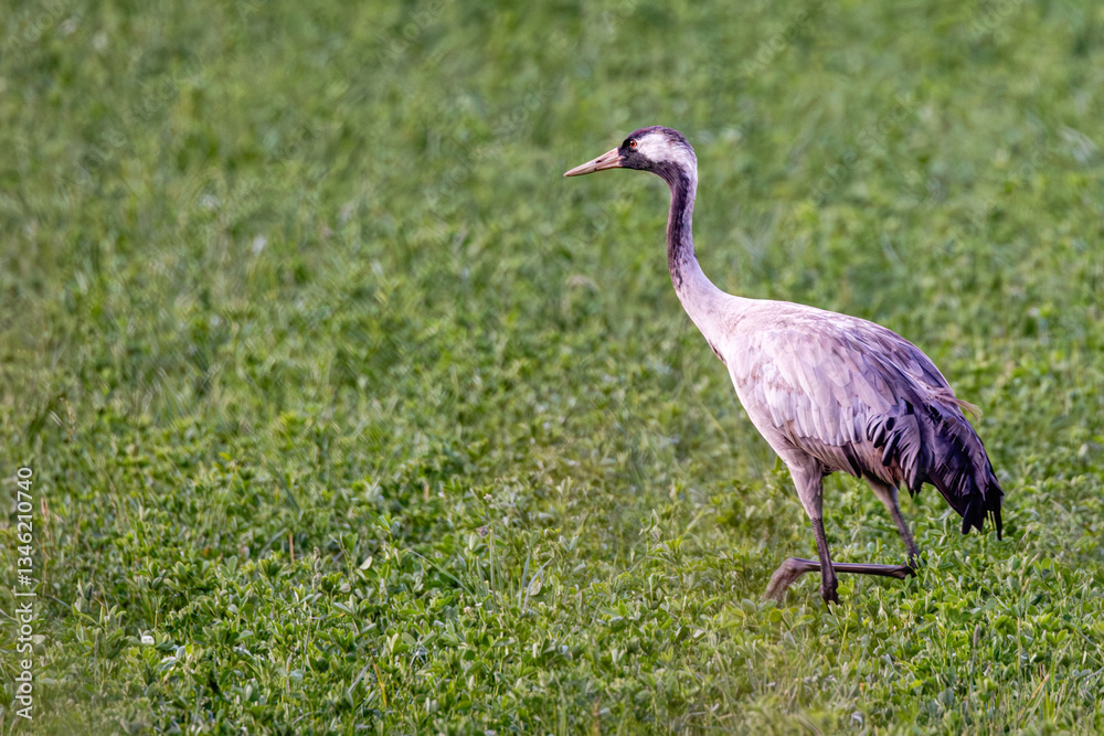 grey crowned crane in green grass