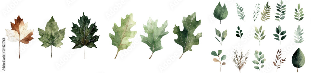 Hand drawing of autumn leaves in watercolor, featuring a collection of elements against a white background Hand drawing of autumn leaves in watercolor, featuring a collection of elements against a white background