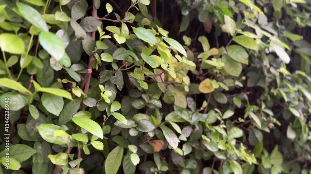 Close-up zoom of green leaves swaying in a gentle breeze, showcasing their texture and vibrant natural color.
Close-up zoom of green leaves swaying in a gentle breeze, showcasing their texture and vibrant natural color.