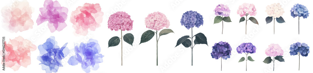 Fototapeta premium The set of Hydrangea flowers is illustrated in watercolor on a white background, creating a beautiful botanical artwork