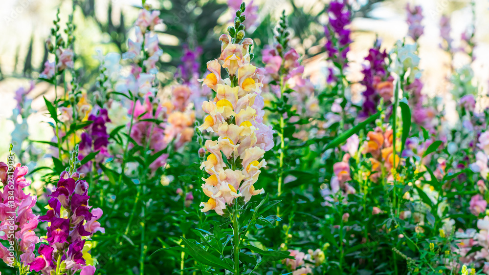 Fototapeta premium Beautiful spring garden. The green lawn emphasizes the blooming flowers in the garden. A diverse spectrum of colorful flowers, panoramic views of natural beauty