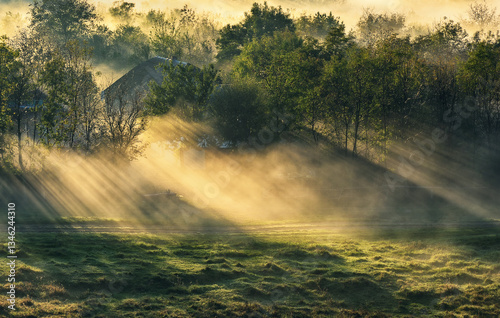 Sunlight Through Fog in a Morning Meadow with Trees