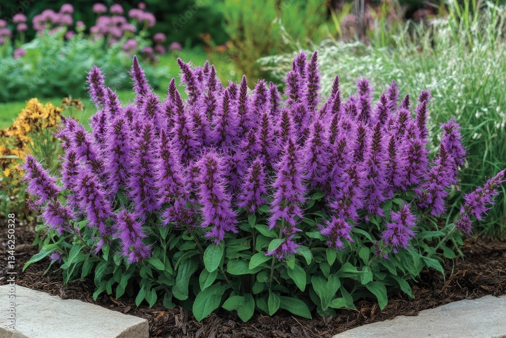 Obraz premium Agastache: Purple Fennel Blooming with Bright Blossoms in Picturesque Display