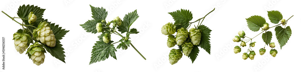 Fototapeta premium Wild blackberry stem with foliage and leaves, photographed on a white background