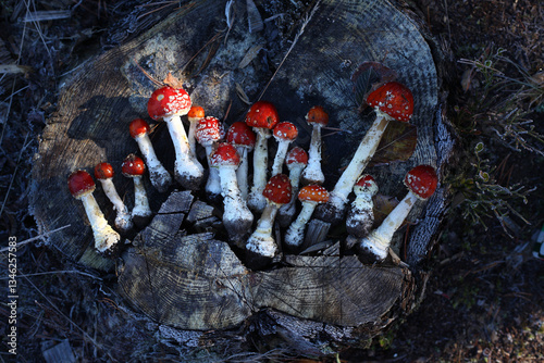 Fly agaric mushrooms and women's feet wearing red boots