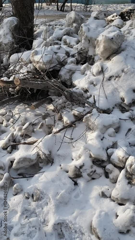 branches cut down from trees and covered with snow lie near a multi-storey building. cleaning of the city's surrounding area from snow and old branches branches cut down from trees and covered with snow lie near a multi-storey building. cleaning of the city's surrounding area from snow and old branches