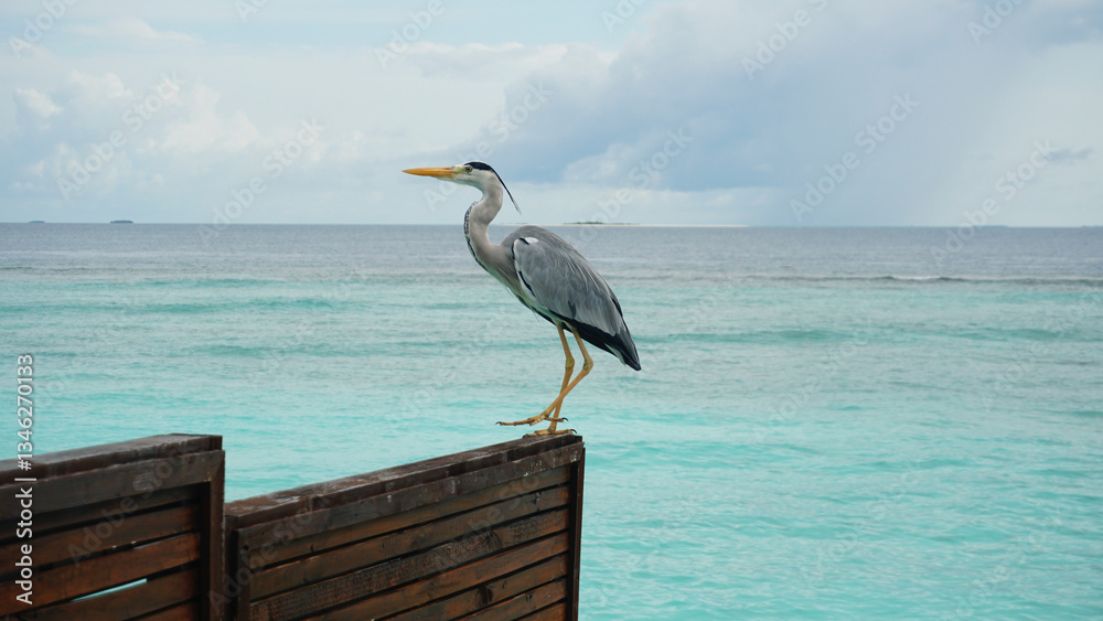 Grey heron perched gracefully on a wooden fence, gazing over the tranquil turquoise waters of the ocean, creating a captivating and serene coastal scene in a tropical paradise
