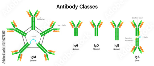 Antibody classes. Classes of immunoglobulins. classes IgM, IgG, IgD, IgE, and IgA.
