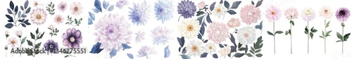 Dahlia flowers and leaves are showcased in a beautiful watercolor botanical painting
