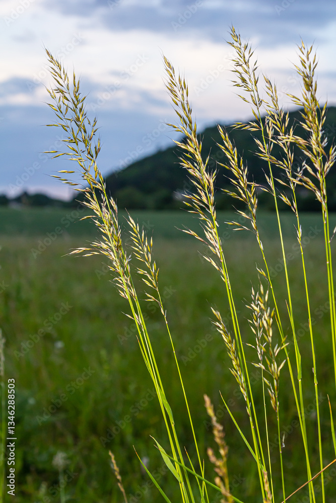 Fototapeta premium Calamagrostis arundinacea is a species of bunch grass in the family Poaceae, native to Eurasia, China and India. closeup of weeds of tropical mountains. Wild grass wallpaper. Weeds. nature grass