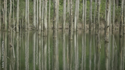 Lake,Dam,Water Surface,Water Reflection,Forest,Woodland,Trees,Dead Trees,Standing Underwater Trees,On Boat,Right Dolly