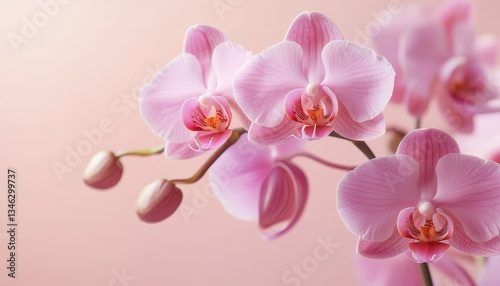 Beautiful pink orchid flowers. Blooming branch of orchid on a pastel pink background with copy space