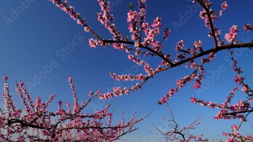 福島・桃の花07