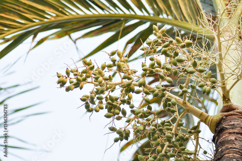 Wallpaper Mural palm seed or Roystonea regia  or Cuban royal palm., ARECACEAE Torontodigital.ca