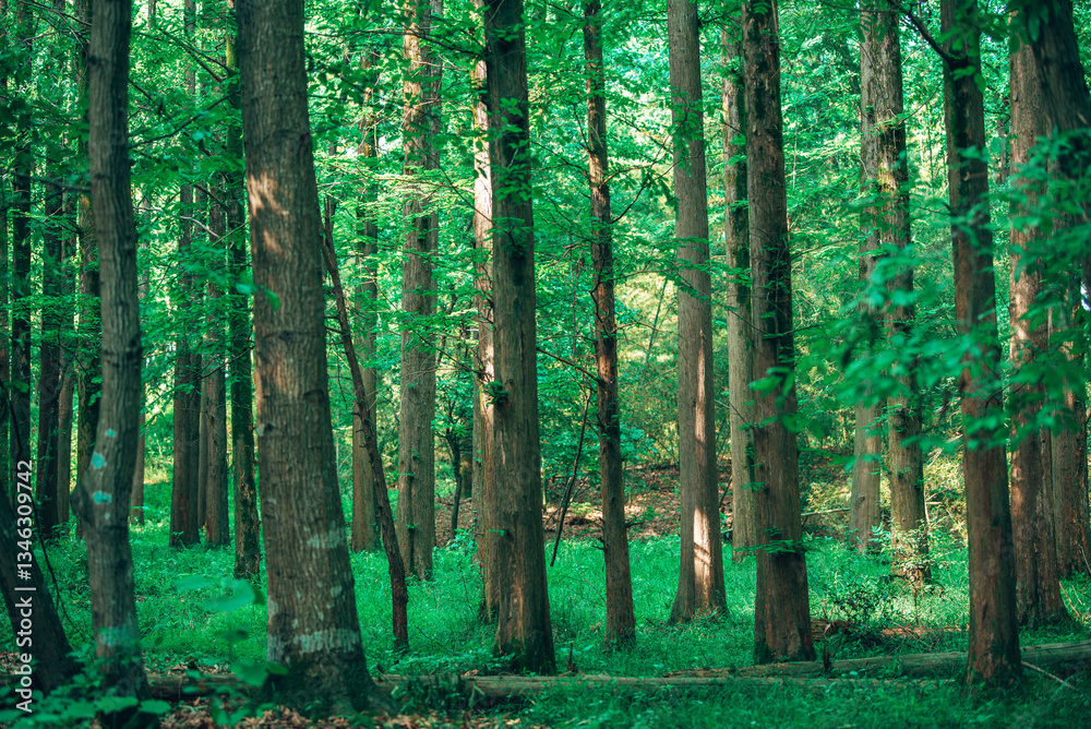 Fototapeta premium Weird big tree