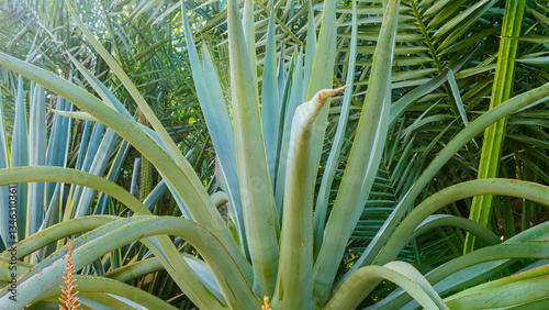 Green corn field under a blue sky
