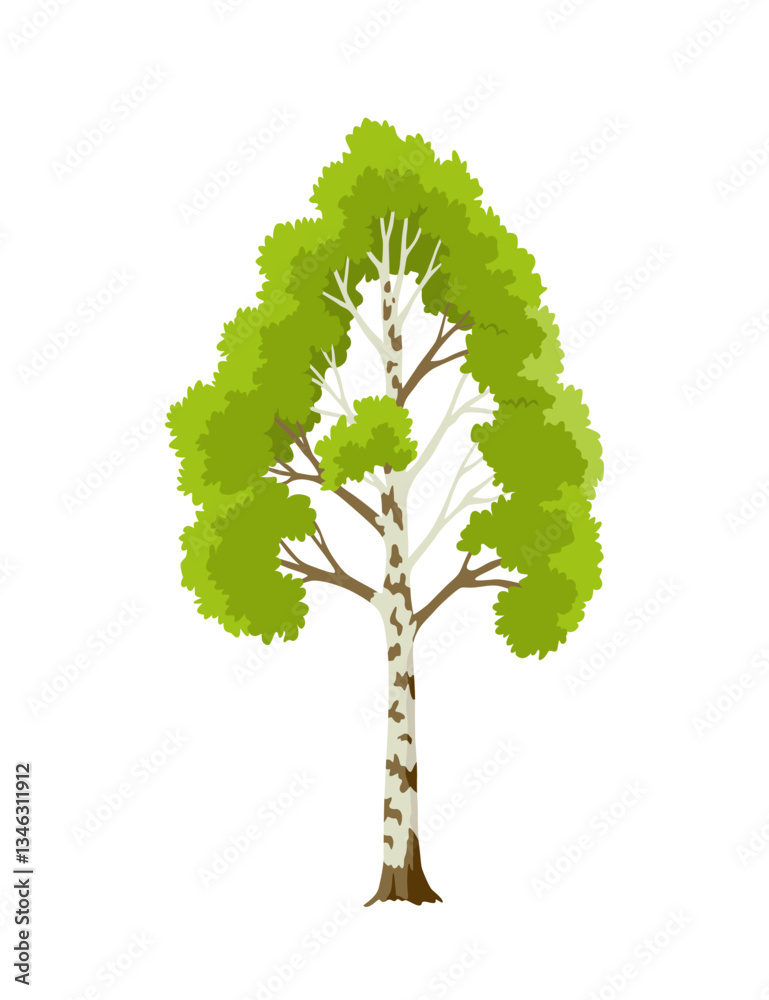 Kind of tree icon, birch. Deciduous plant. Green crowns and lush foliage with natural brown trunks and branches. Vector cartoon illustration
