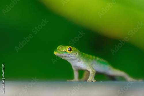 Gecko