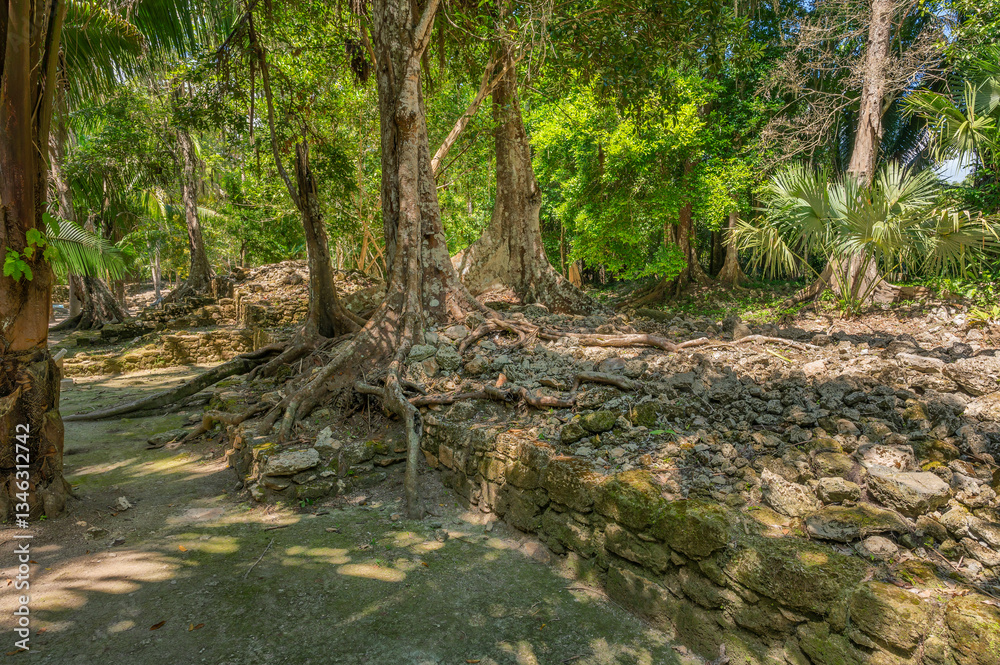 Rain forest vegetation in the Mayan ruins of Chacchoben, Quintana Roo, Mexico Rain forest vegetation in the Mayan ruins of Chacchoben, Quintana Roo, Mexico