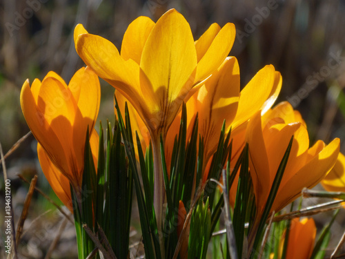 Fototapeta Naklejka Na Ścianę i Meble -  Yellow crocus flowers on the ground in spring