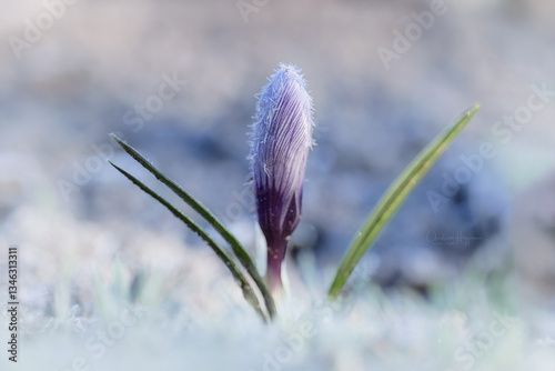 Krokus