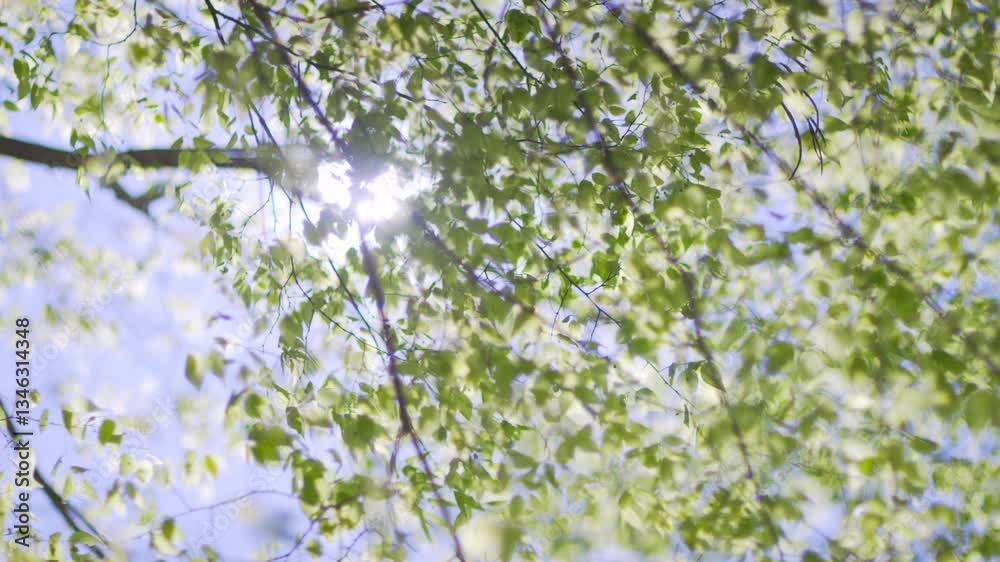 sunlight shining through the trees, backlight, sun, blue sky, directly above, forest, wind, swaying