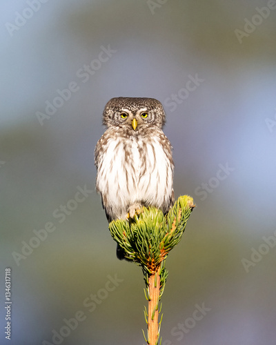 Pygmy owl on top of a spruce tree