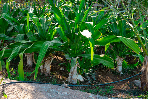 Green corn field under a blue sky