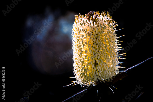 Banksia morning