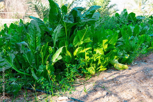 Green corn field under a blue sky