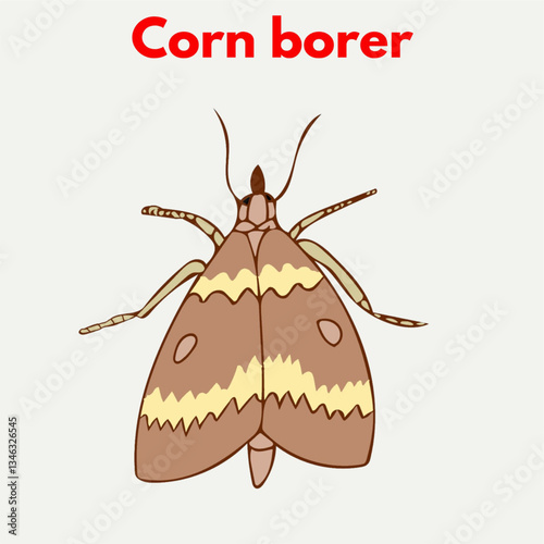 corn borer insect agriculture plants pathology illustration design