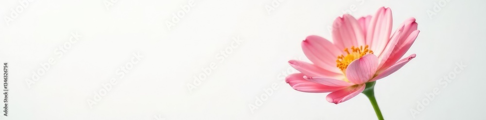 Single isolated flower on white background with soft focus, bloom, flower, focus Single isolated flower on white background with soft focus, bloom, flower, focus