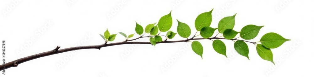 Single isolated tree branch on white background, isolation, greenery