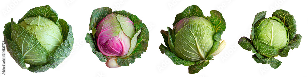 Obraz premium On a transparent background, a fresh green cabbage is depicted in isolation, courtesy of Generative Ai
