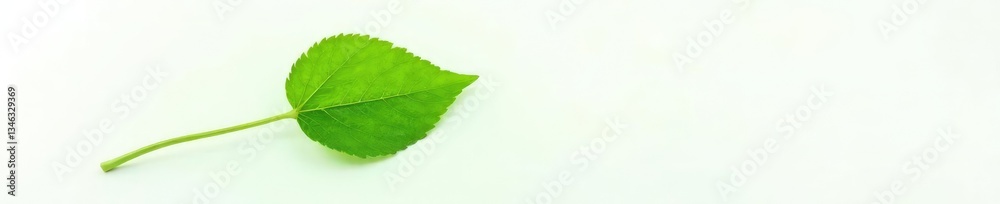 Single leaf with delicate veins on a white background, plant, nature photography, nature Single leaf with delicate veins on a white background, plant, nature photography, nature