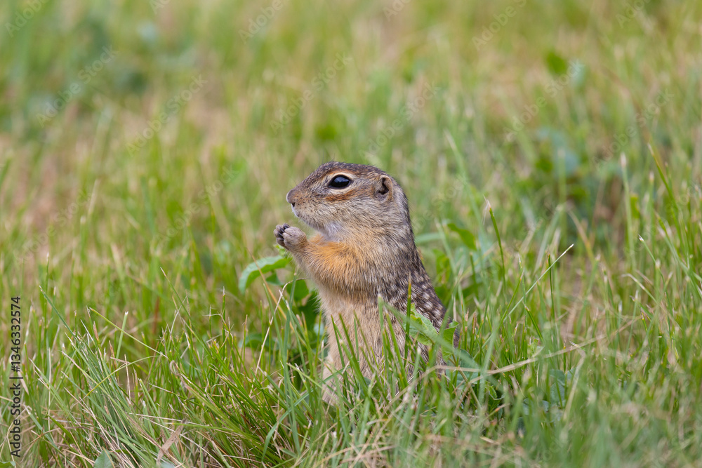 Speckled ground squirrel animal standing in the grass eating something Speckled ground squirrel animal standing in the grass eating something