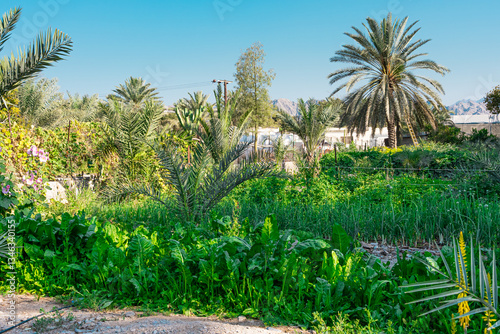 Green corn field under a blue sky