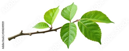 Single isolated branch with weathered and worn textures on white background, abstract, leaf, branch