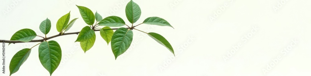 Naklejka premium Single large branch with broad leaves isolated on white background, tree limb, tree branch