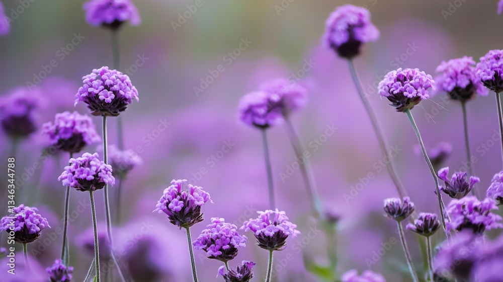 Obraz premium Beautiful violet verbena field in full bloom, creating a soft, colorful, and vibrant floral background with delicate purple flowers and green stems, symbolizing nature, beauty, and tranquility