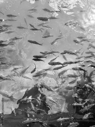 small fish swim in the water