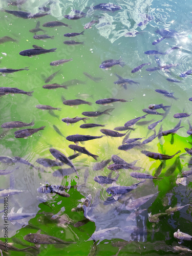 fish in the clear pond