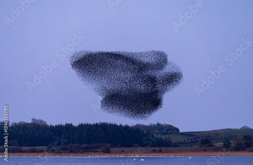 Foto Starling murmuration where large flock of birds fly together forming shapes