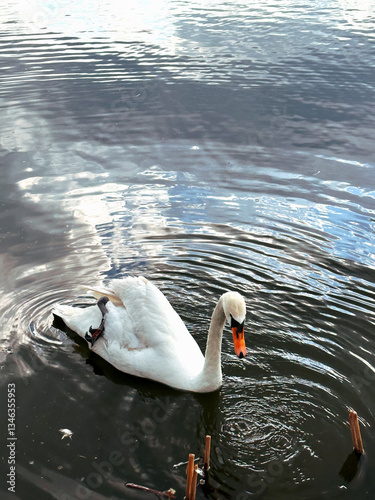 white swan is swimming in the pond