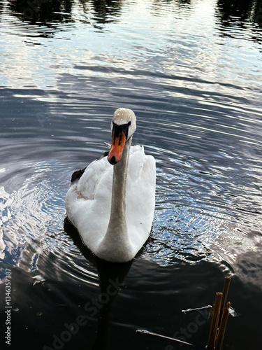 white swan in the pond