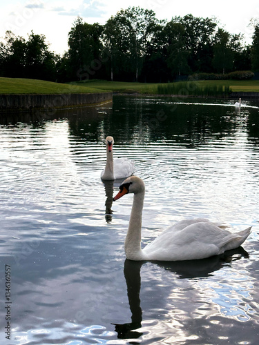 wild white swans in a pond
