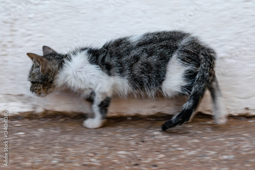 Fototapeta Naklejka Na Ścianę i Meble -  Little kitten runs near the wall very scared. Dynamic moving image. Motion blur.