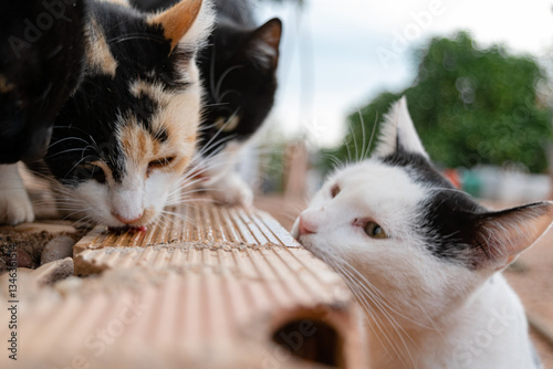 A stray cat arrives late for dinner and watches with disconsolate eyes as its companions lick the last bits of food from the floor
