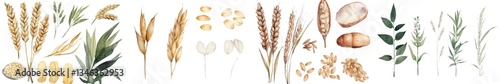 Realistic illustrations of cereal plants, such as oats isolated in watercolor painting, showcase the seeds and oat grains that are crucial for agriculture harvesting wholegrain product