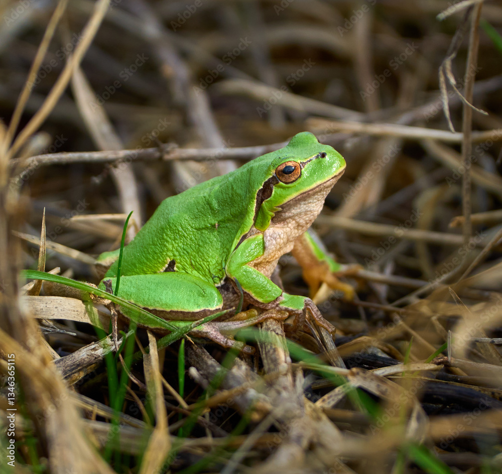 Fototapeta premium Green treefrog in dry grass........